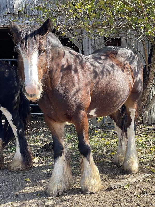 bay-ghra-filly-mare