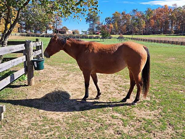 all-around-beginner-quarter-horse