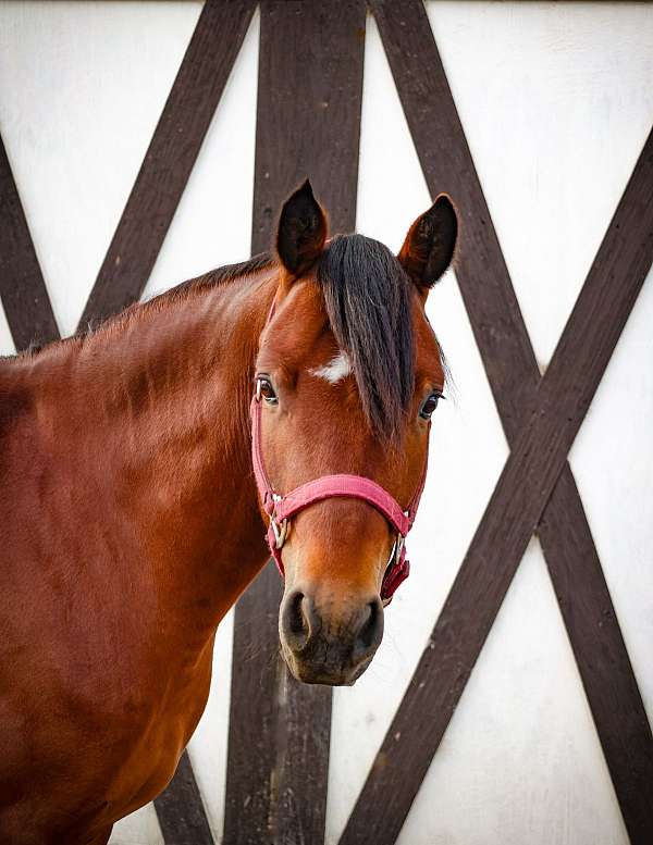 attention-connemara-pony