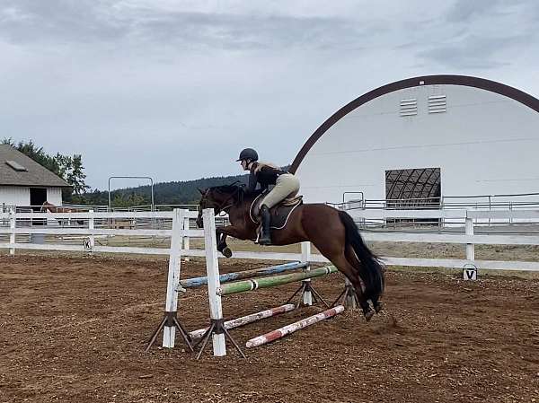 canter-connemara-pony