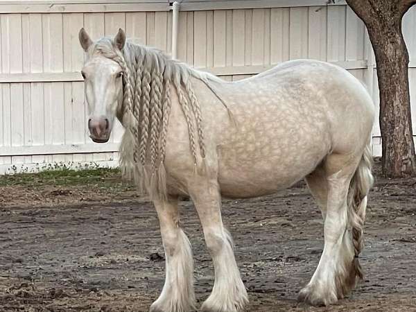 tobiano-palomino-stallion