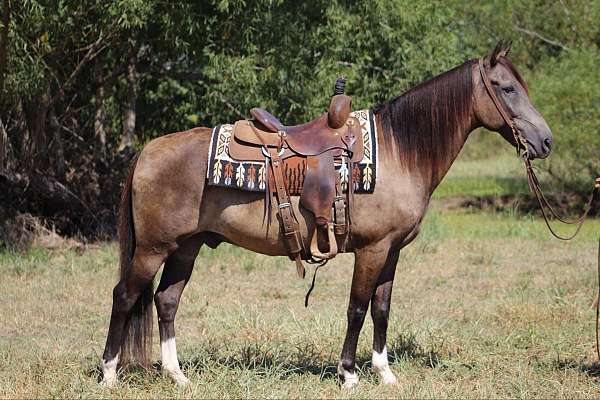 paso-fino-horses-for-sale