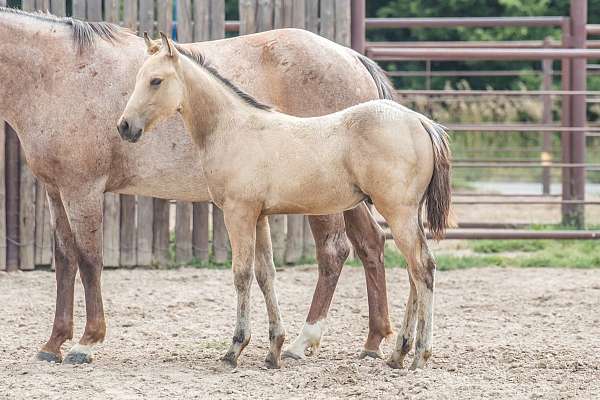 brown-buckskin-champion-performance-horse