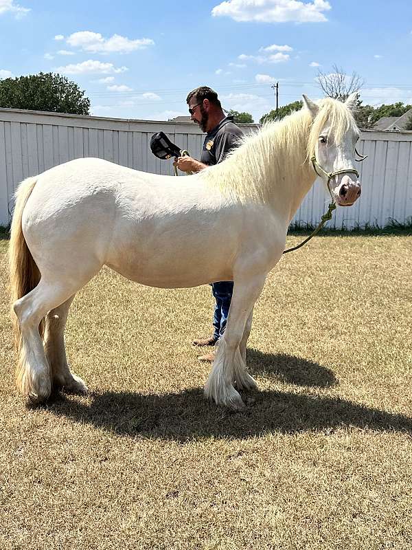 dunalino-gypsy-vanner-mare