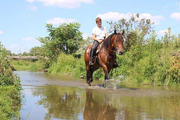 draft-horse