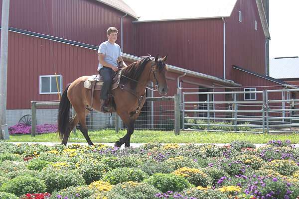 driving-draft-horse