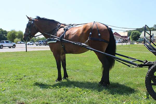 all-around-draft-horse