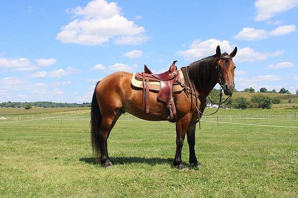 kid-safe-draft-horse