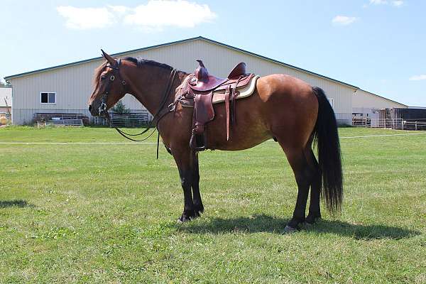 husband-safe-draft-horse