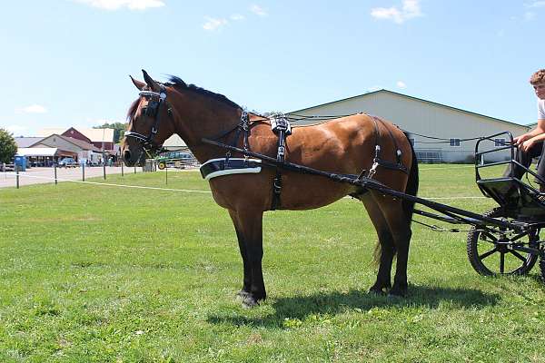 playday-draft-horse