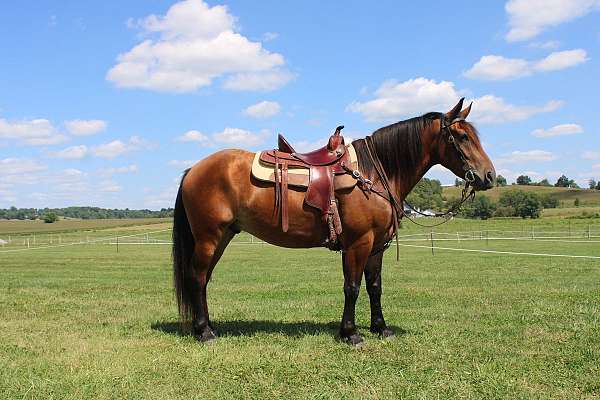 parade-draft-horse