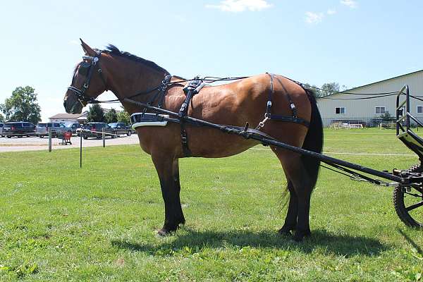 pleasure-driving-draft-horse