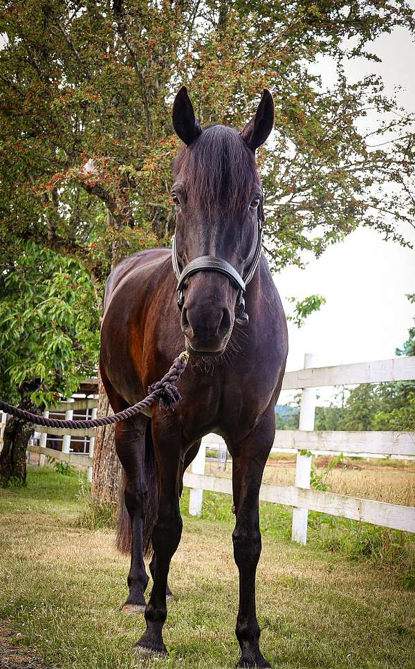 all-around-hanoverian-horse