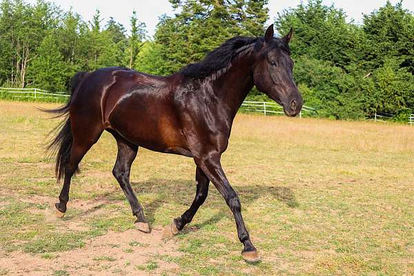 hunter-hanoverian-horse