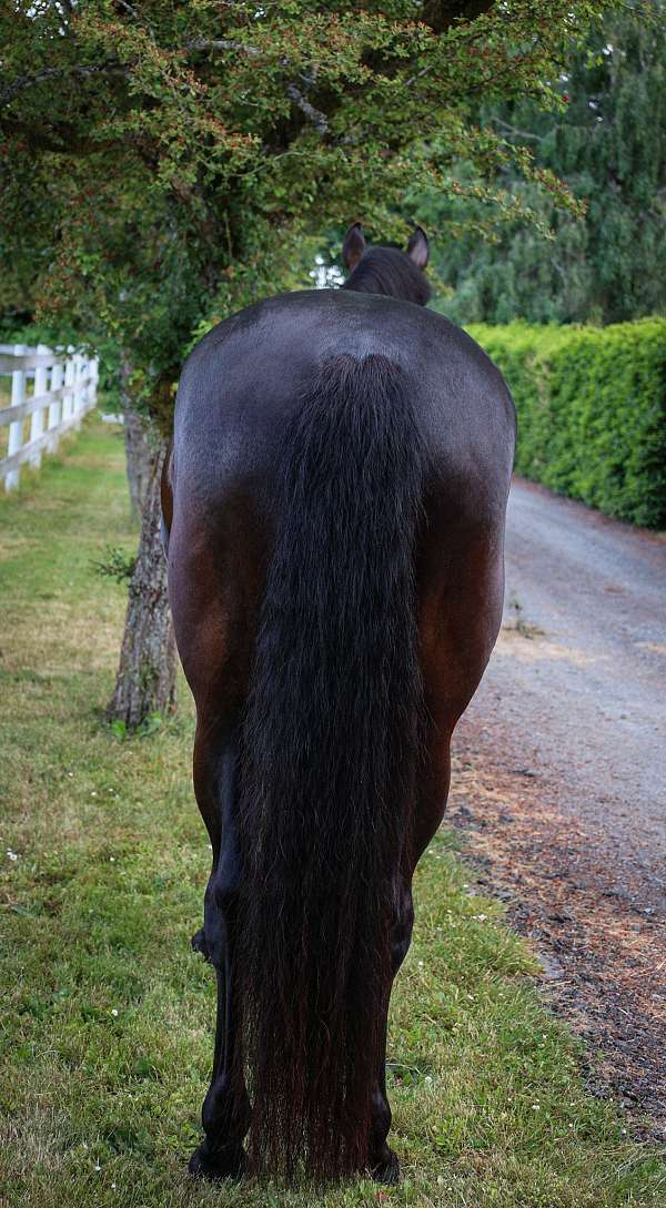 black-hanoverian-mare