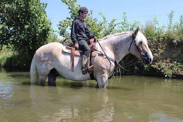 beginner-belgian-horse