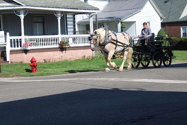 cross-belgian-horse