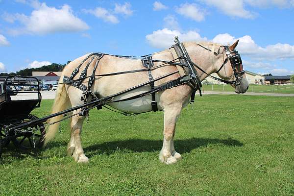 flashy-belgian-horse