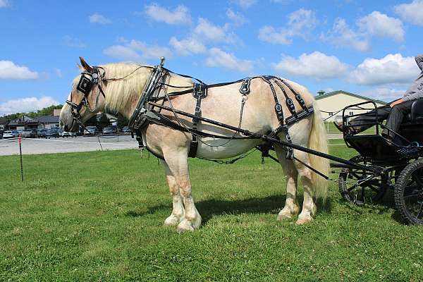 driving-belgian-horse