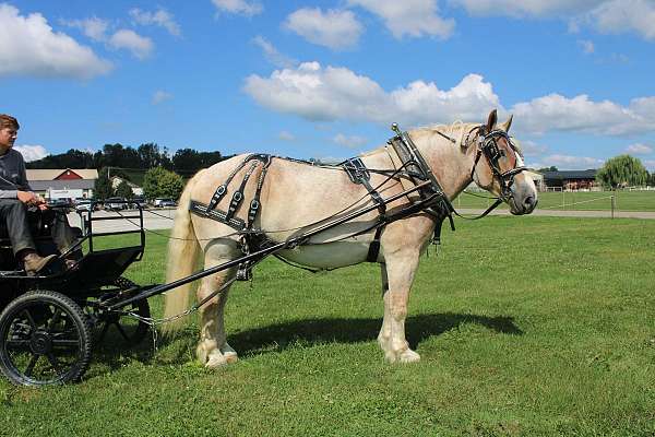 husband-safe-belgian-horse