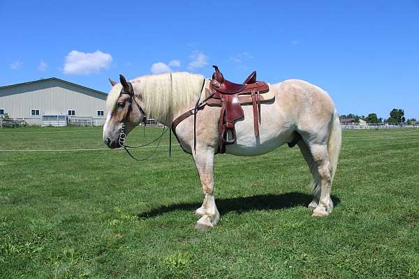 parade-belgian-horse