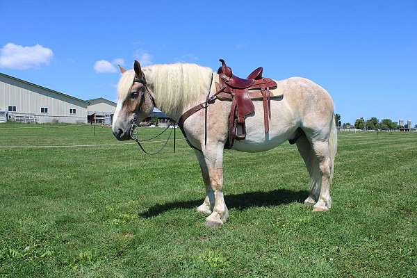 playday-belgian-horse