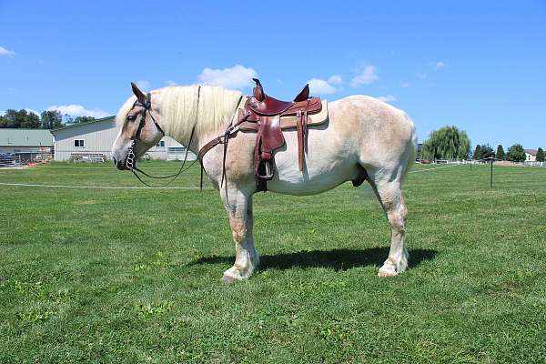 pleasure-driving-belgian-horse