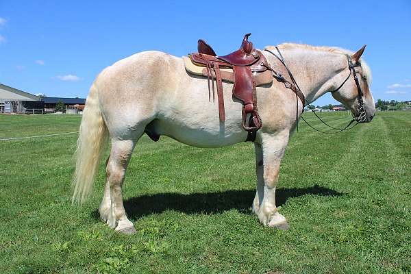 ridden-english-belgian-horse