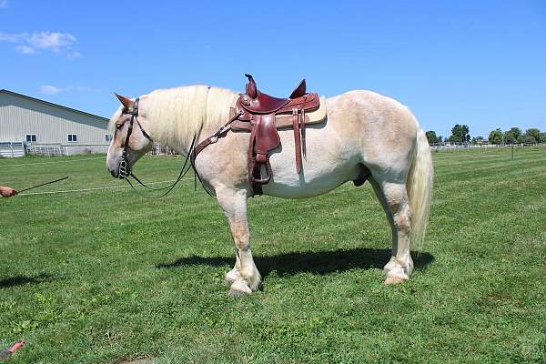 team-driving-belgian-horse