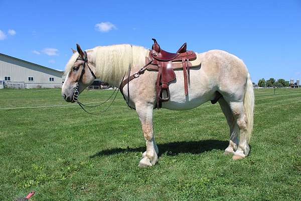 ridden-western-belgian-horse