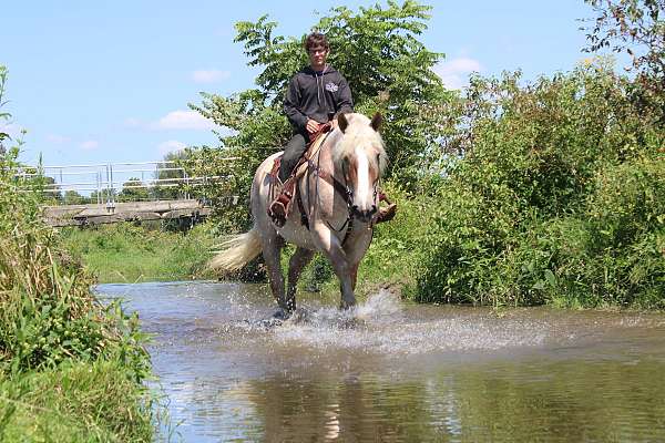 trail-belgian-horse