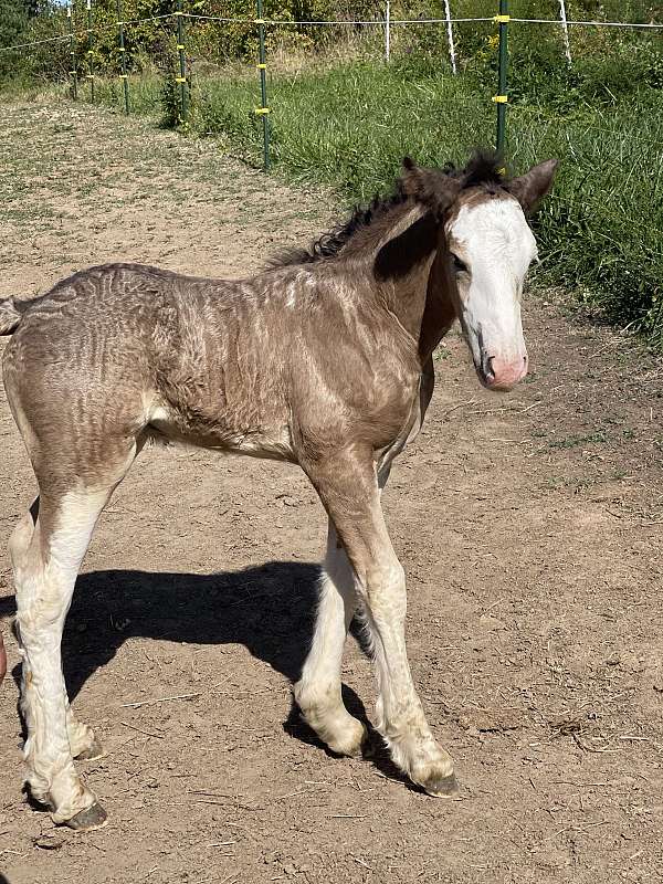 gypsy-vanner-gelding