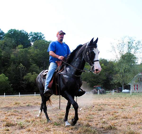 stud-colt-for-sale-tennessee-walking-horse