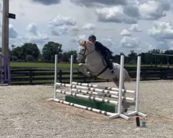 white-calf-roping-pony