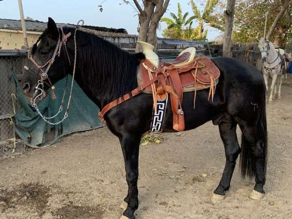 well-broke-to-ride-andalusian-horse