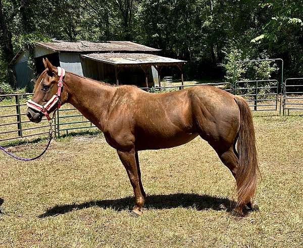 quarter-horse-mare