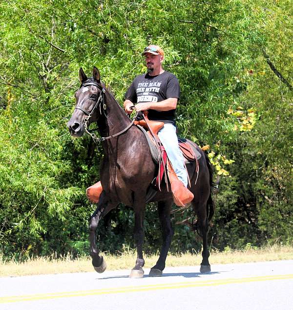 husband-hore-tennessee-walking-horse