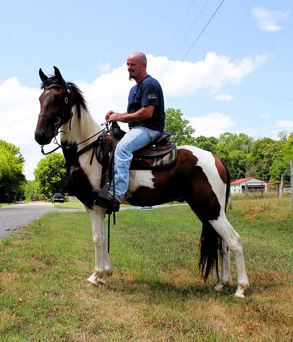 husband-hore-spotted-saddle-horse