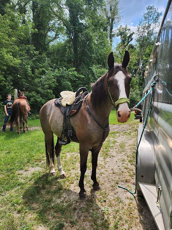 full-blaze-two-even-hind-white-socks-horse