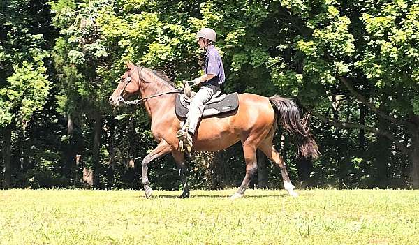 bay-color-tennessee-walking-horse