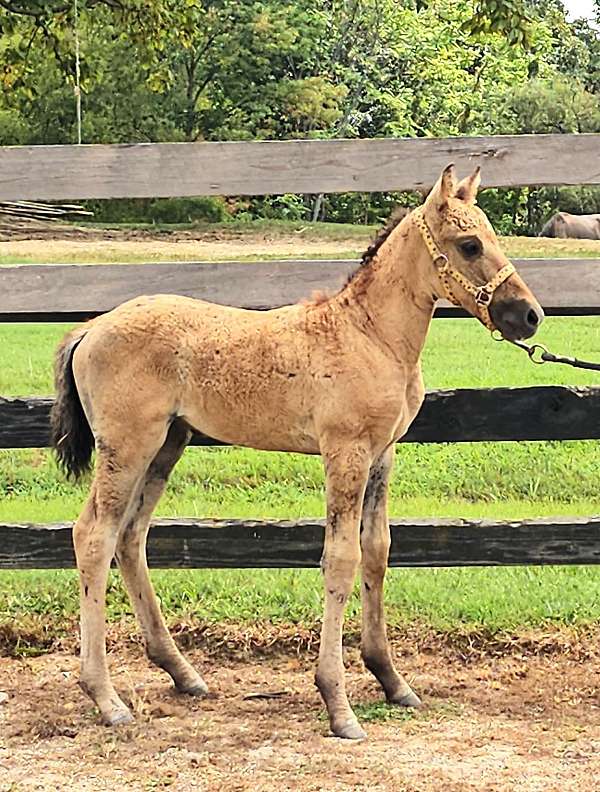 tennessee-walking-horse-bashkir-curly