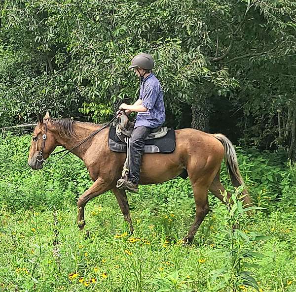 trail-horse-galiceo