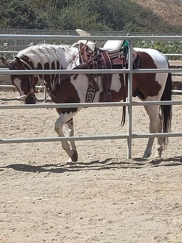 pinto-tobiano-pinto-for-sale