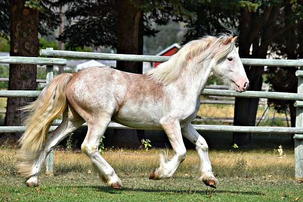 chestnut-sabino-pony