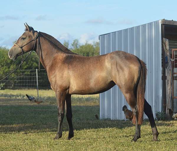 14-hand-azteca-filly