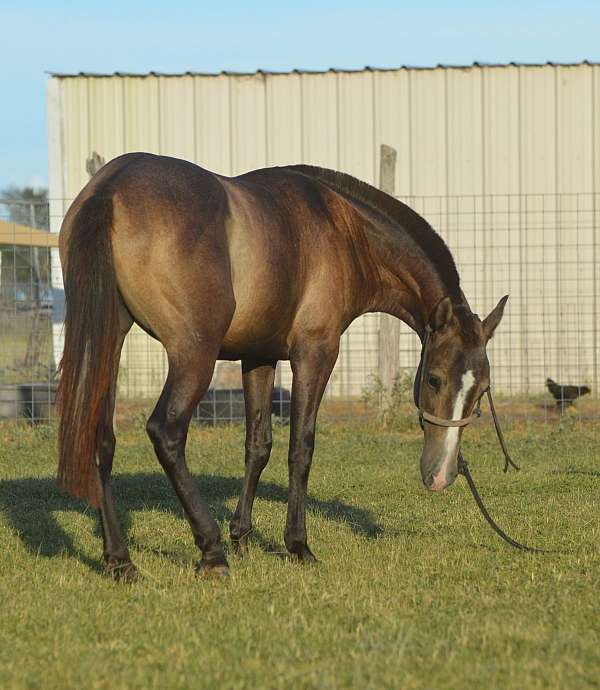 all-around-azteca-horse