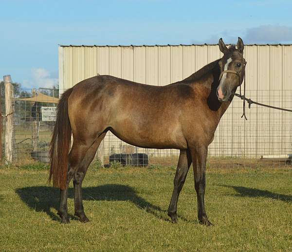 athletic-azteca-horse