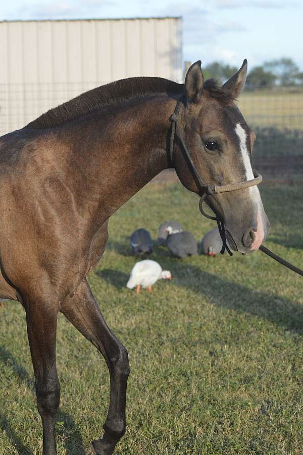 blaze-horse