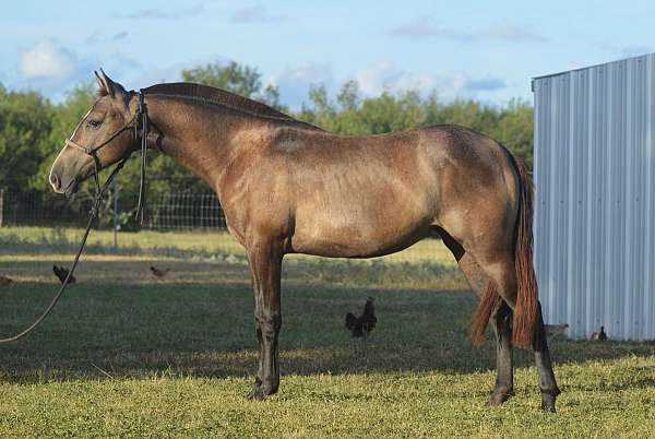 barrel-azteca-horse