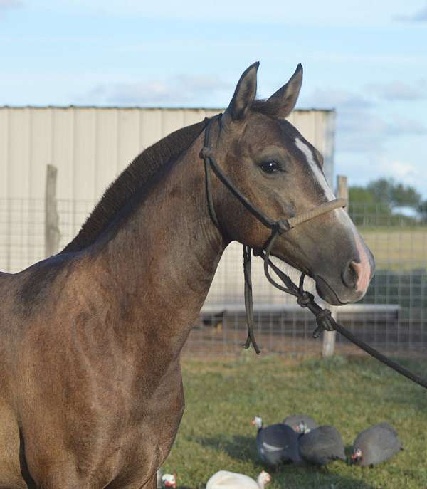 dressage-azteca-horse